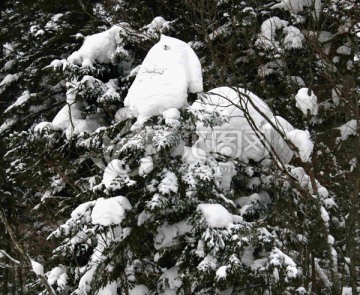 雪压松枝