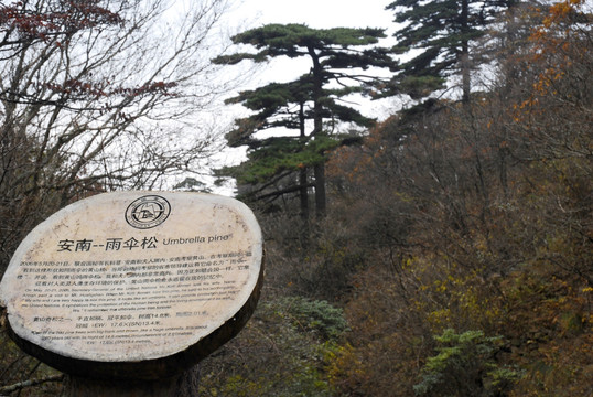 黄山松 安南雨伞松