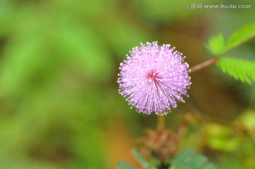 野花微距