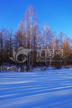 雪原山林白桦树