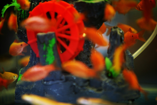 鱼缸 红鱼 水族