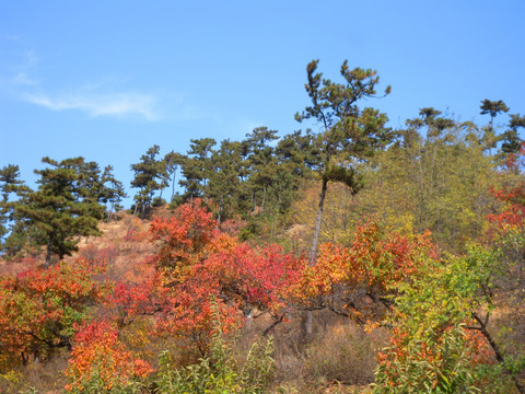 山野