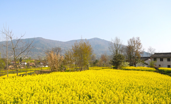 汉中油菜花