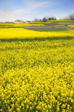 汉中油菜花