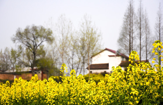 汉中油菜花