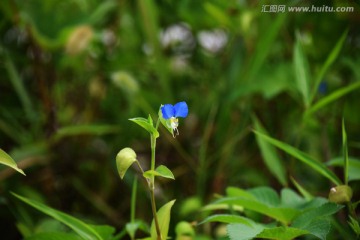 竹子花