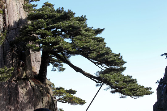 黃山奇松