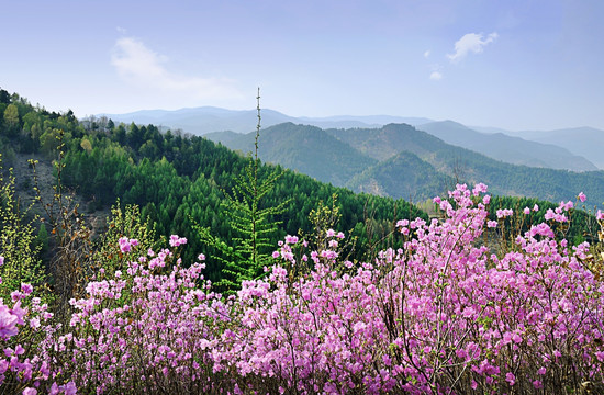 杜鹃花