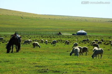 草原牧场羊群蒙古包