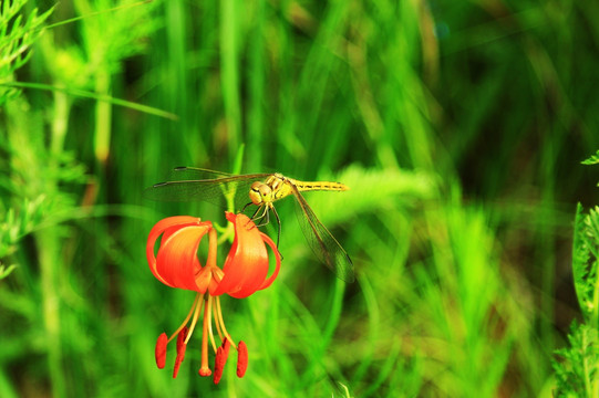 蜻蜓与马蹄莲