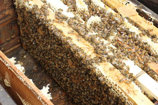 养蜂