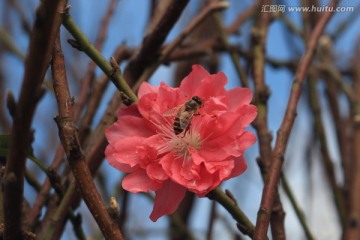 采桃花而来