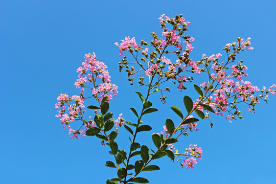 痒痒花