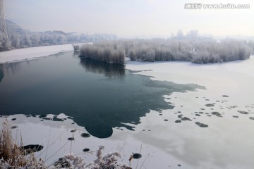 冰湖芦苇