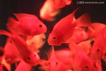 紅鸚鵡魚