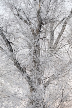 冬雪