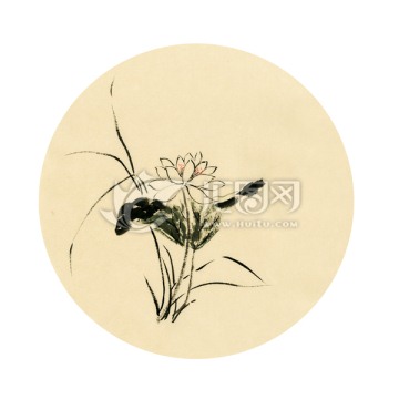 禪意荷花
