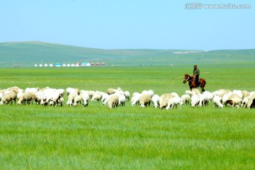 夏季草原骑马放羊