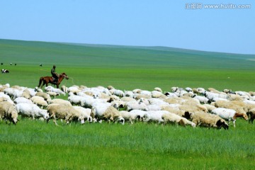 骑马放牧羊群在草原