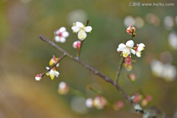 梅花