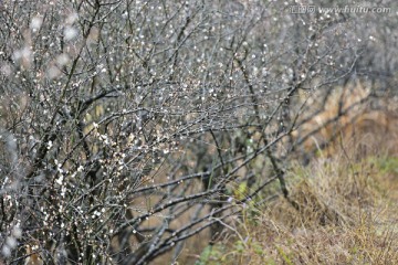 梅花树