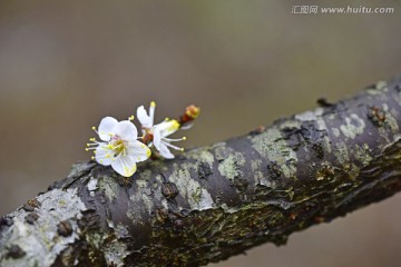 枝头上的梅花