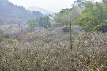 普宁船埔镇梅花