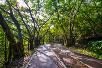 阳光森林小路