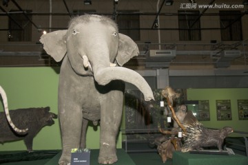非洲象标本