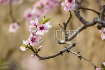 桃花枝