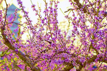 桃花枝 花卉装饰画 不分层