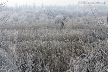 层层芦苇