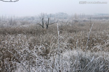 雾凇芦苇滩