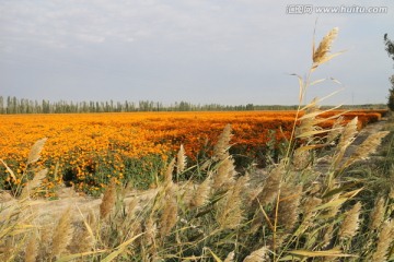 秋天的菊园