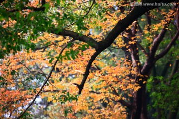 红树叶素材