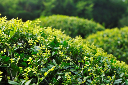 绿植线条