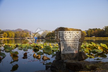 采菱渡