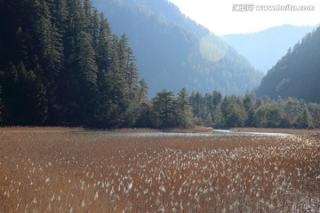 芦花海