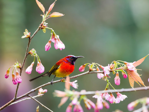 蓝喉太阳鸟 樱花