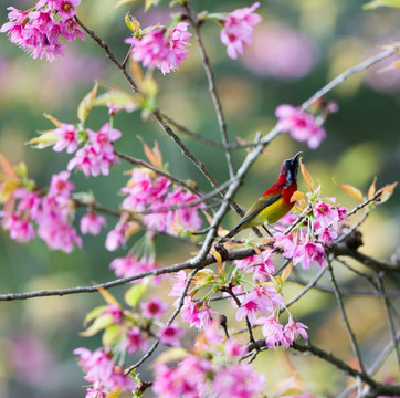 蓝喉太阳鸟 樱花