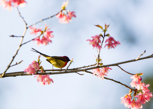 蓝喉太阳鸟 樱花