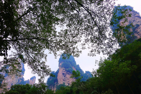 张家界金鞭溪山峰