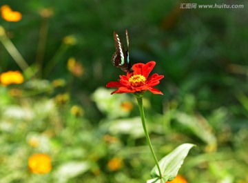 彩蝶恋花