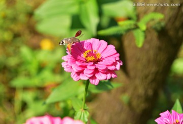 蜂蛾采花蜜