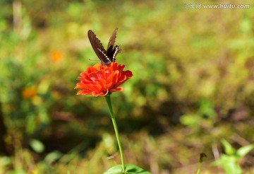 彩蝶恋花