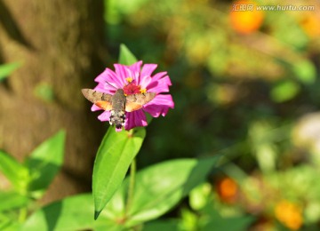 蜂蛾采花蜜