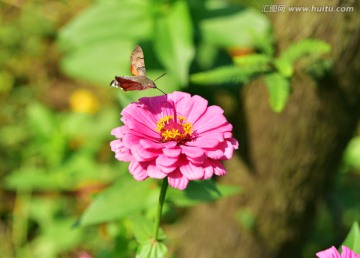 蜂蛾采花蜜