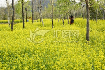 油菜花