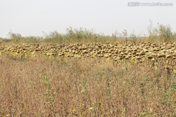 金色田地