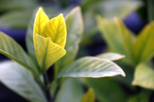 茶芽